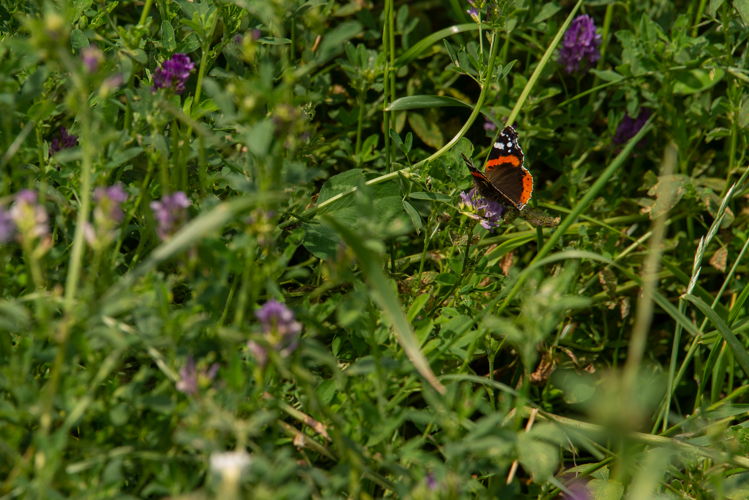 De beheerovereenkomsten focussen op meer biodiversiteit in het landbouwgebied.