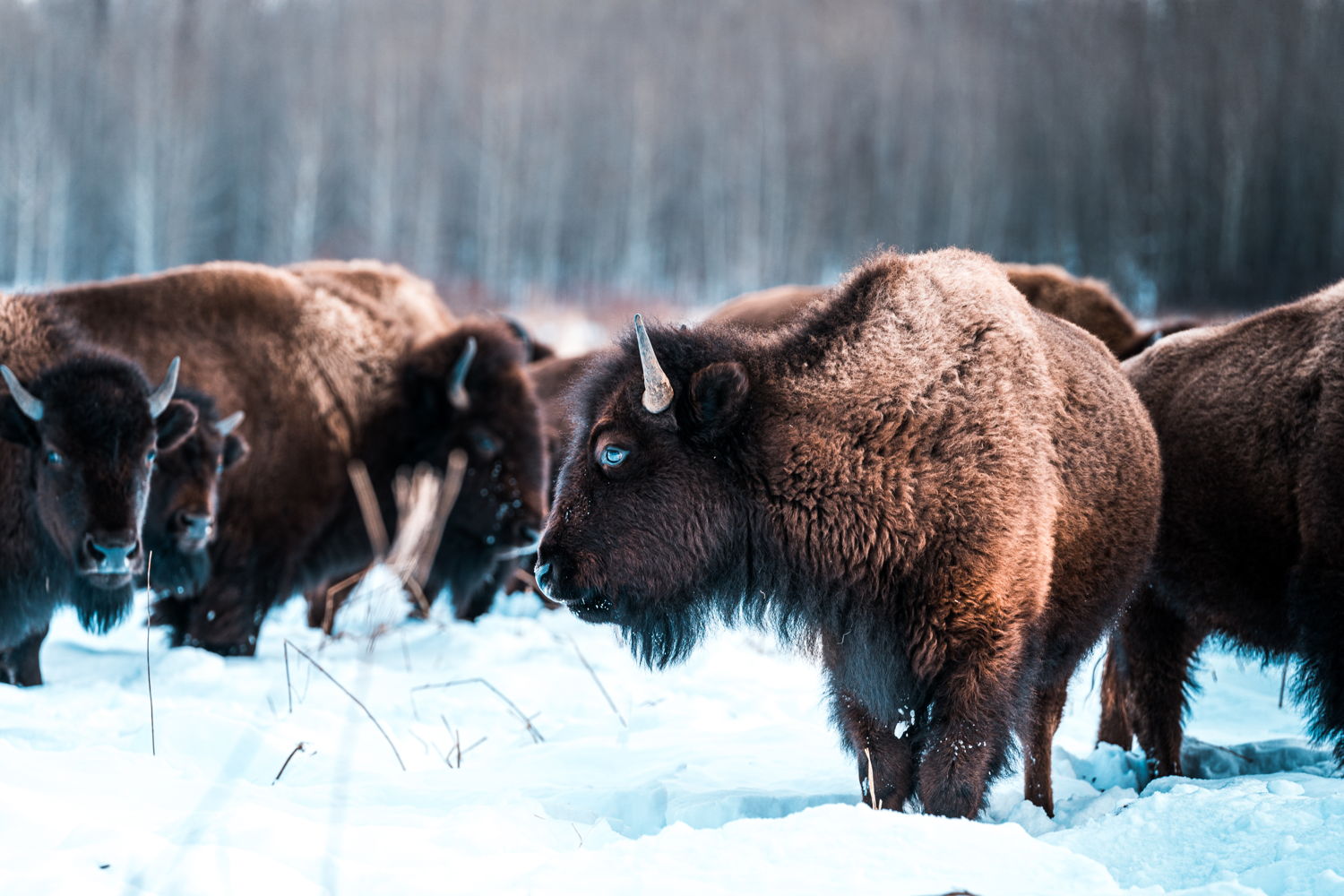 Ontmoet bizons in Elk Island National Park vlakbij Edmonton - Credit: EEDC