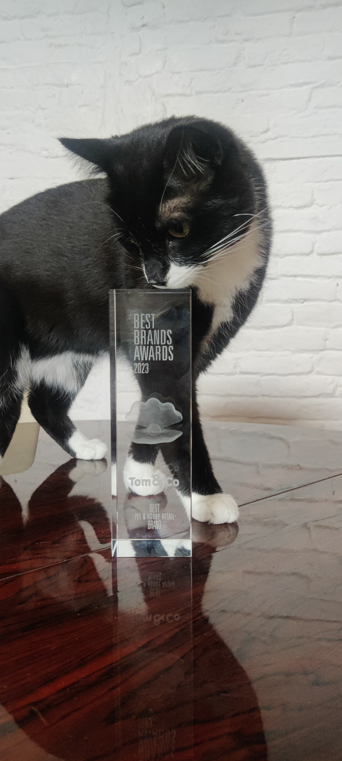 Best Brands Awards : Tom&Co, plus que jamais l’animalerie préférée des Belges