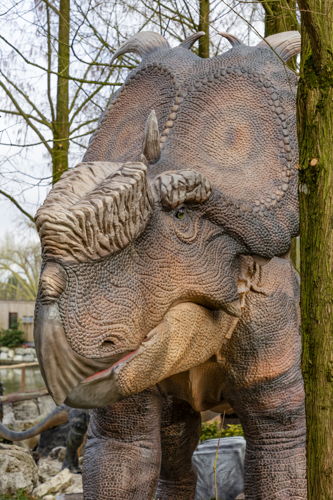 Pachyrhinosaurus 