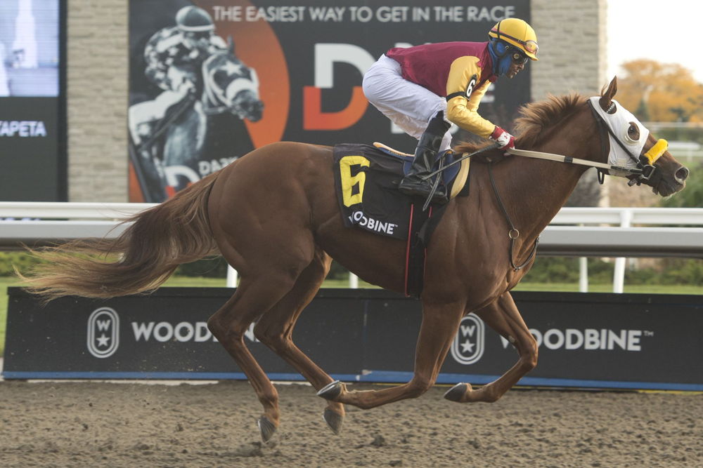 Poulin in O T and jockey Patrick Husbands winning the Frost King Stakes on October 15, 2022 at Woodbine (Michael Burns Photo)