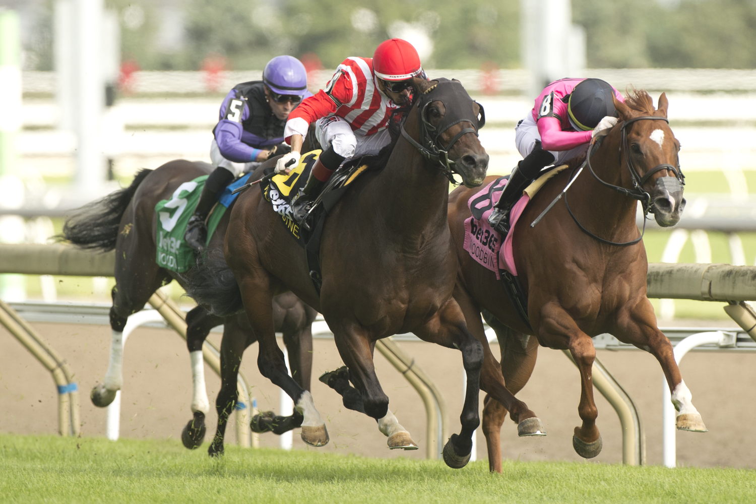 Filo Di Arianna (BRZ) and jockey Sahin Civaci winning the bet365 King Edward Stakes (G2) on August 23, 2024 at Woodbine (Michael Burns Photo)