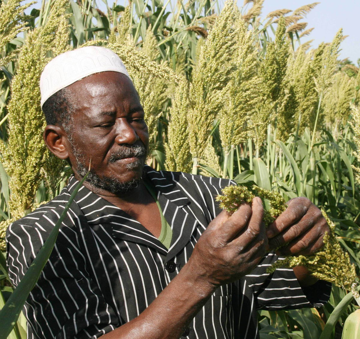 A sorghum producer in the region of Sikasso, Southern Mali. 