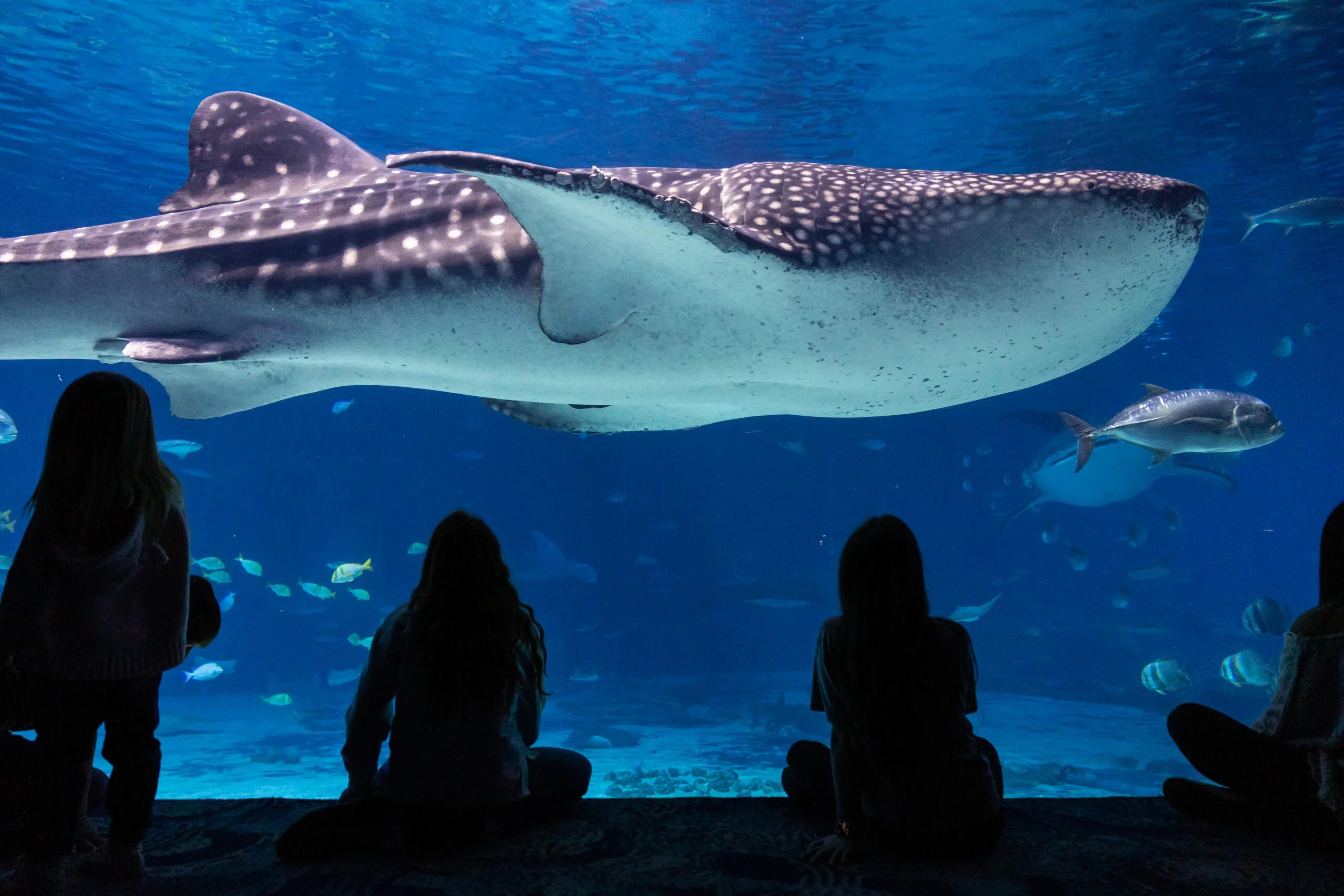 Aventuras bajo el agua: 5 acuarios en Estados Unidos que valen la pena el viaje