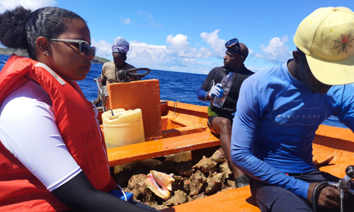 OECS Queen Conch (Lambi) Project: Focused on the RIGHT trade and business potential