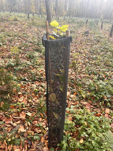 Tree planting Belgium