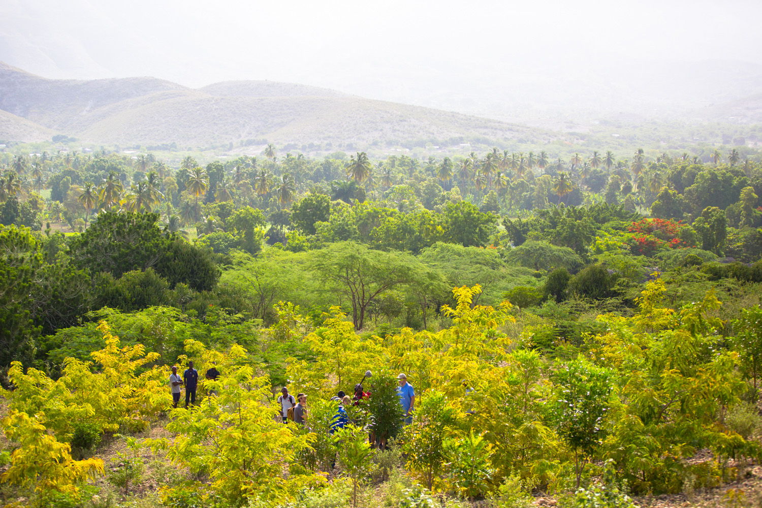 Tree Planting Haiti - Credit: Sebastian Petion
