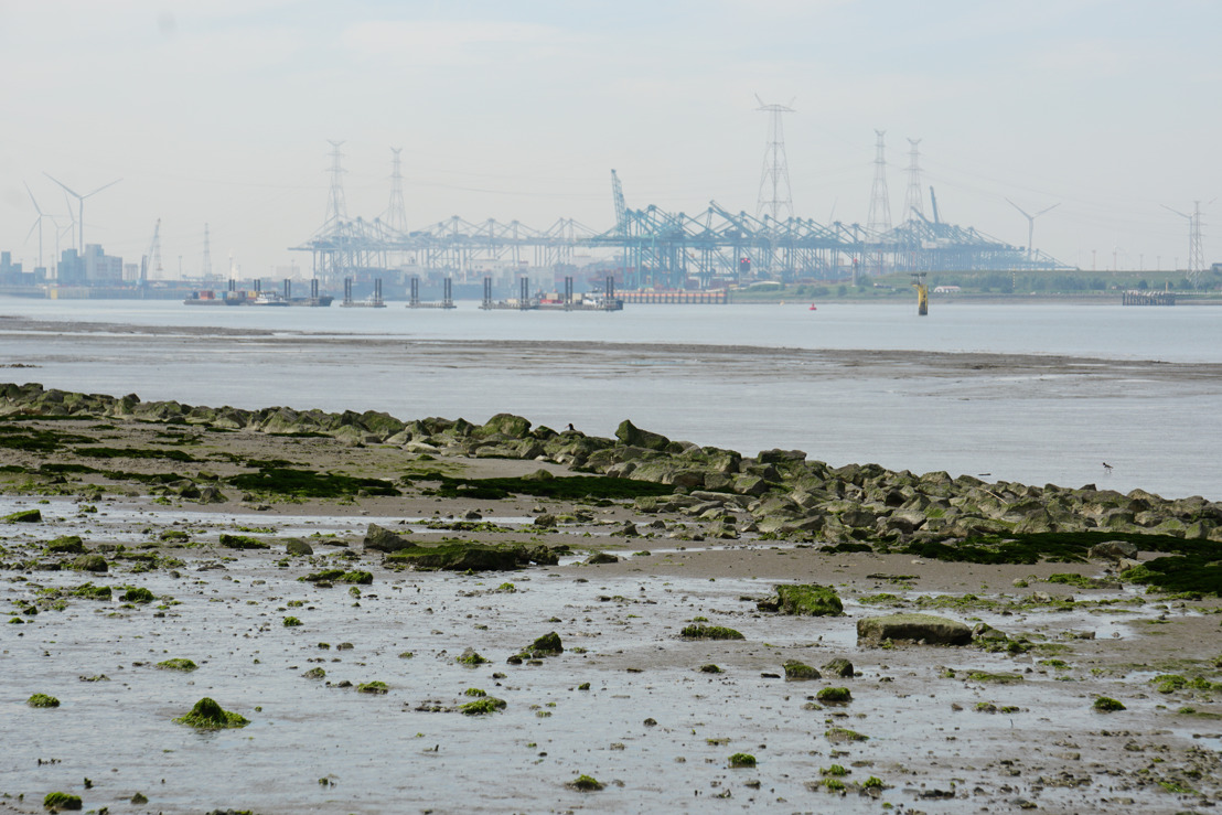 Vlaamse Milieumaatschappij en Port of Antwerp onderzoeken oorzaak geurhinder