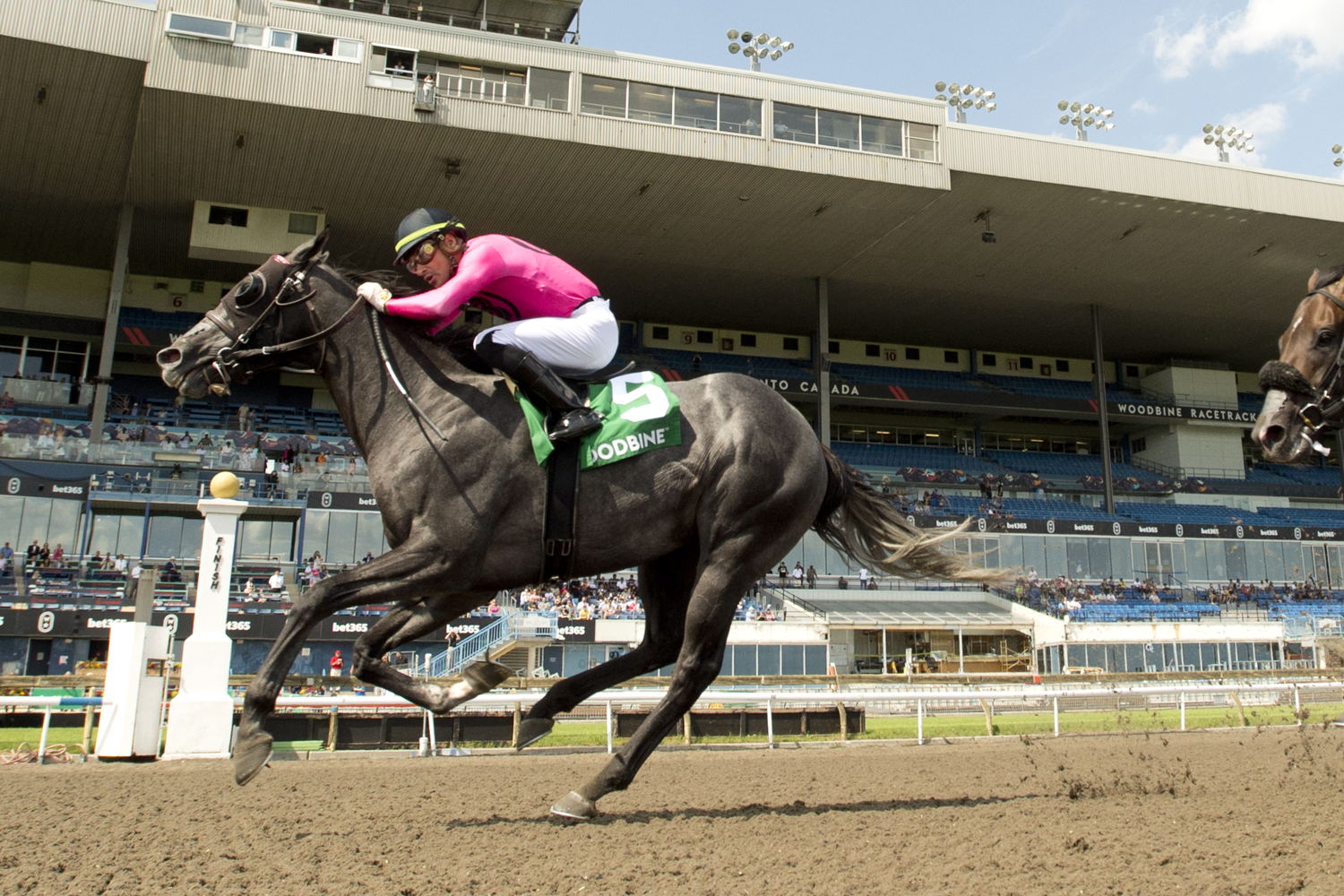 My Boy Prince and jockey Sahin Civaci winning the Plate Trial Stakes on July 20, 2024 at Woodbine (Michael Burns Photo)