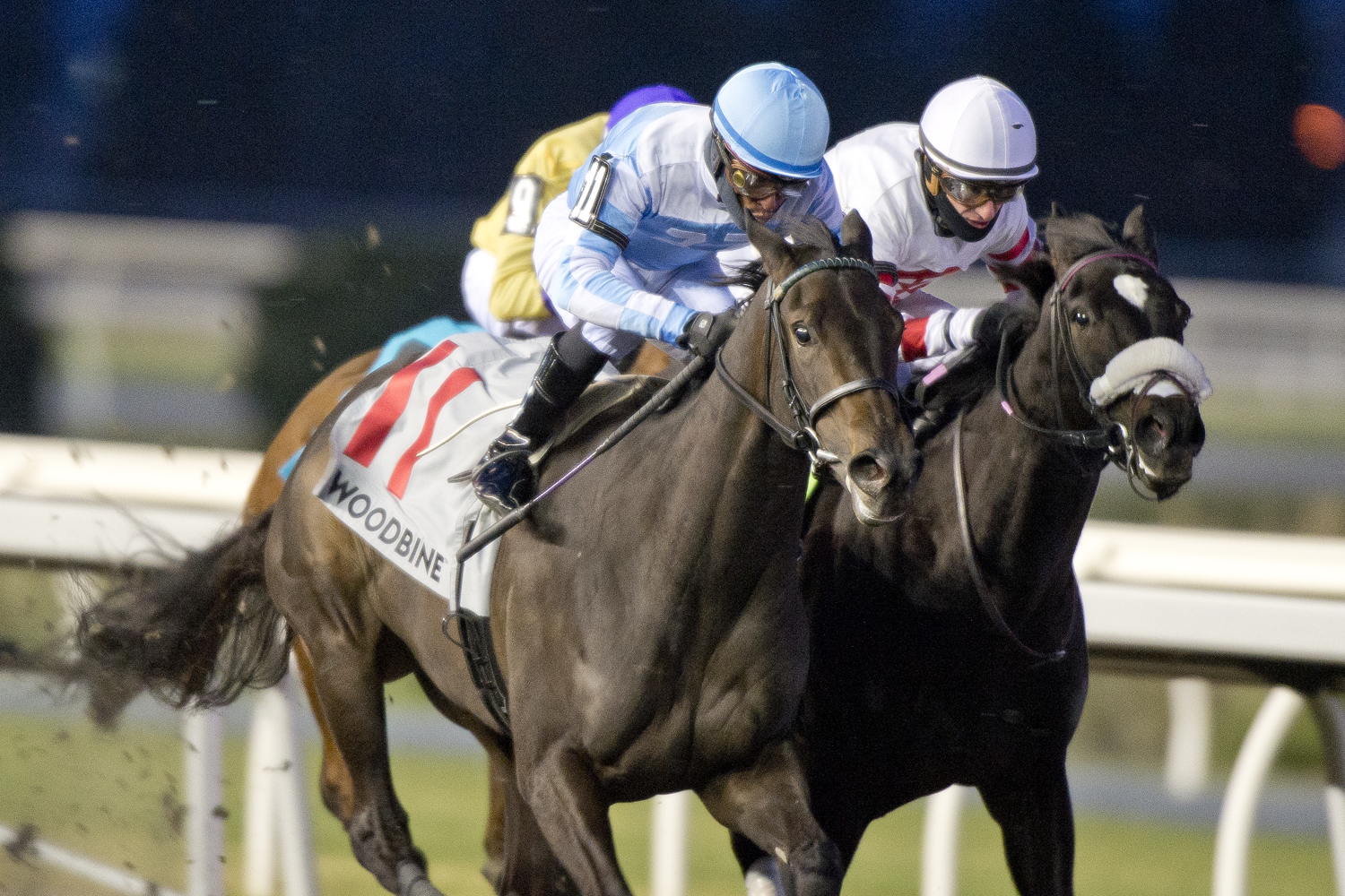 Aristella and jockey Patrick Husbands winning the Princess Elizabeth Stakes on November 30, 2024 at Woodbine (Michael Burns Photo)