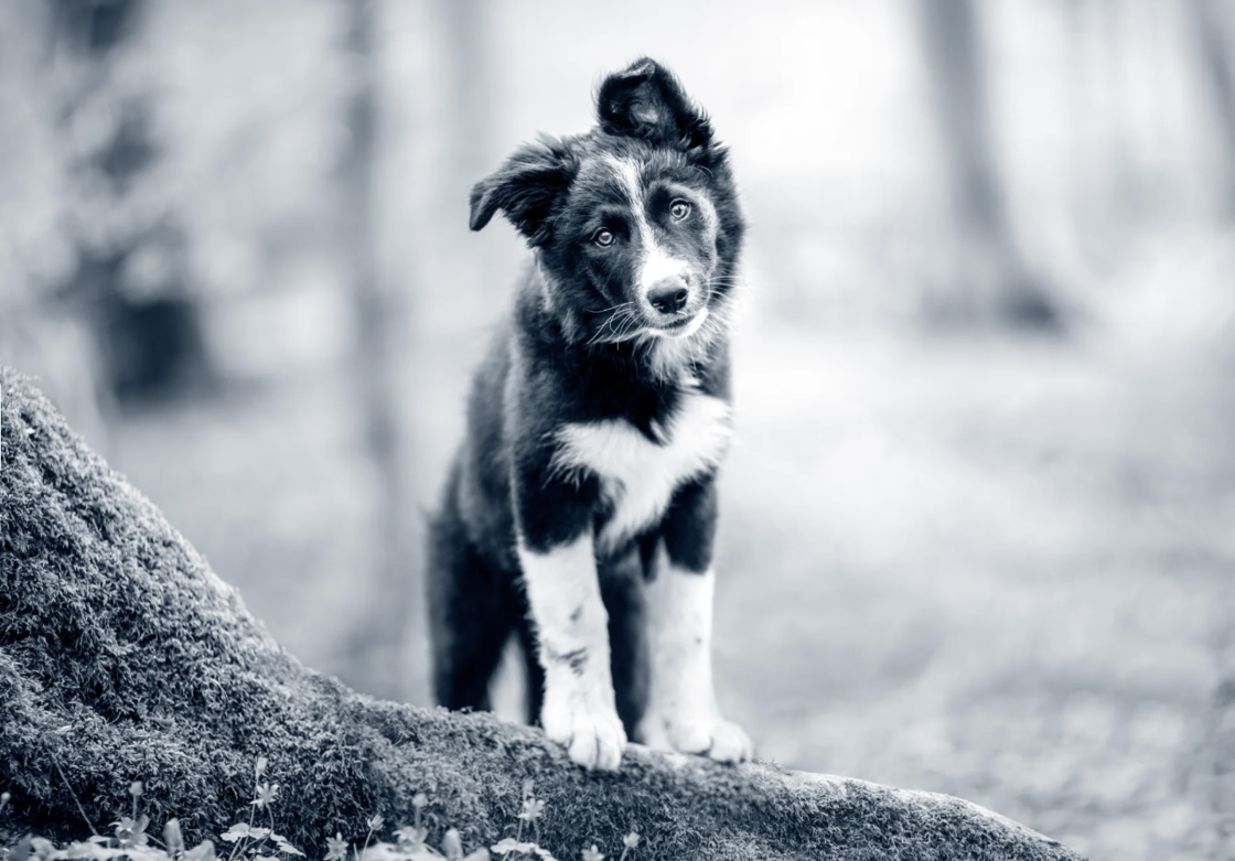 10 faits sur le « meilleur ami de l'homme » pour célébrer la Journée internationale du chien  