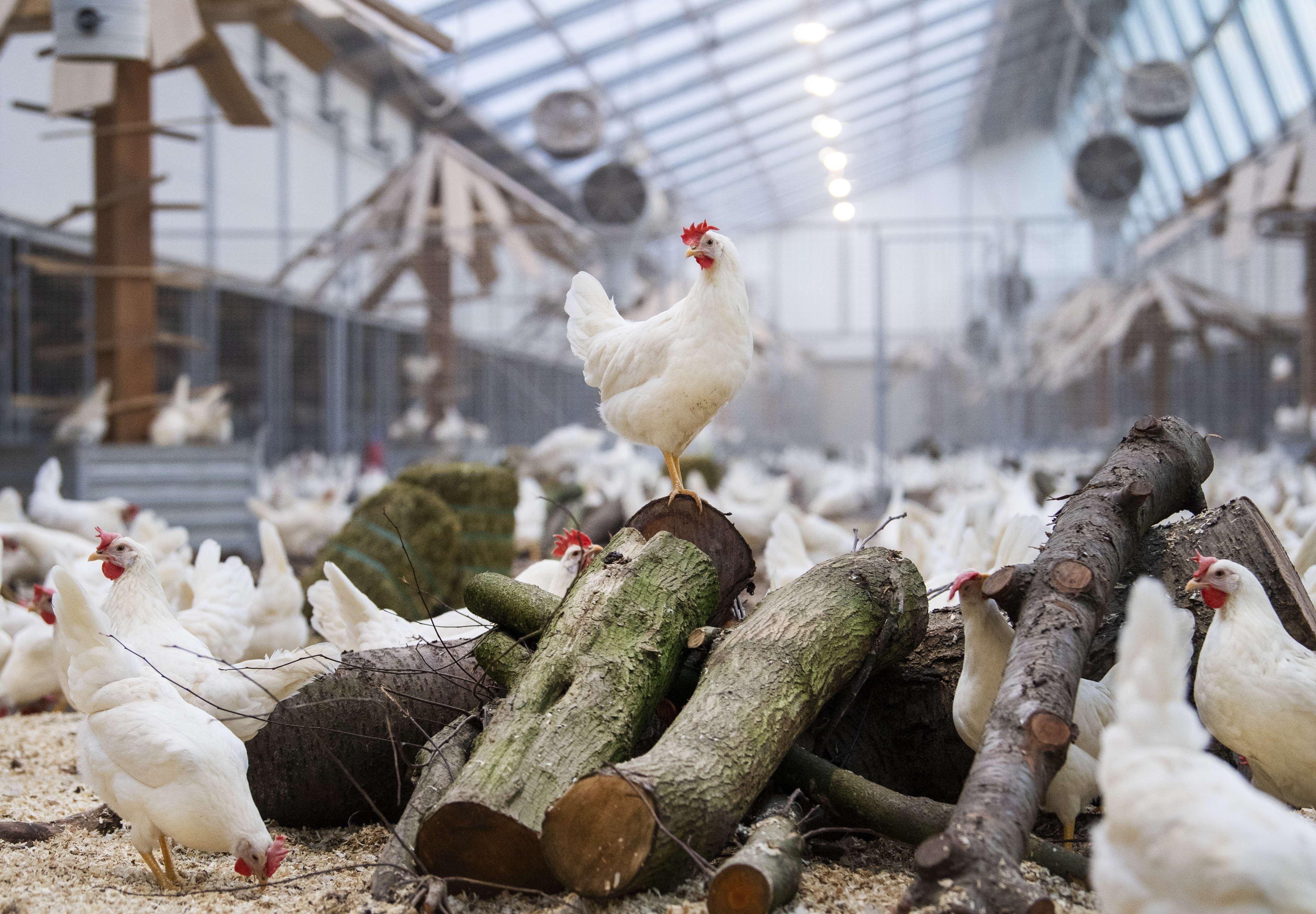 Eieren van meest milieubewuste kippenboerderij ter wereld eindelijk in Belgische winkelrekken