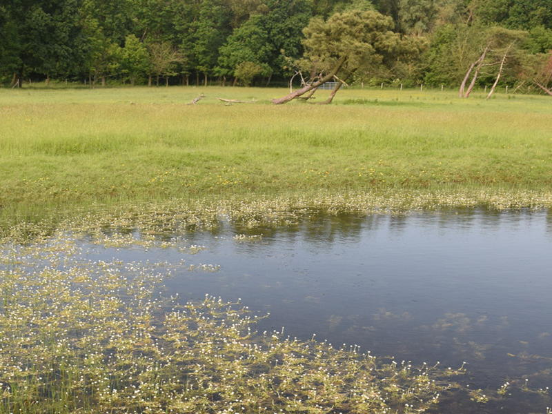 Natuurherstelproject Kleyne Vlakte voor watervogels, weidevogels en waardevolle graslanden