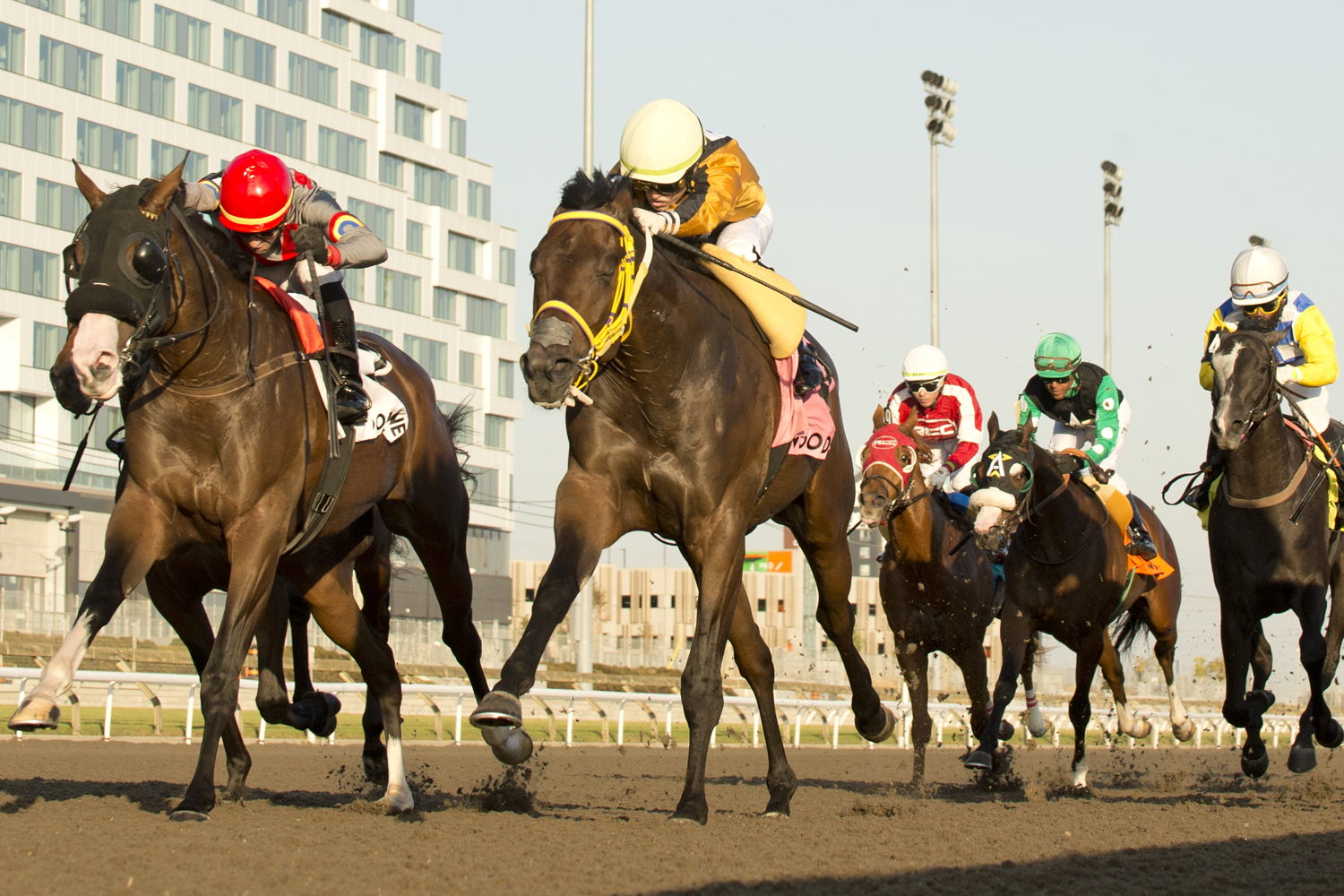 Unbridled Weather and jockey Fraser Aebly winning the Frost King Stakes on October 20, 2024 at Woodbine (Michael Burns Photo)