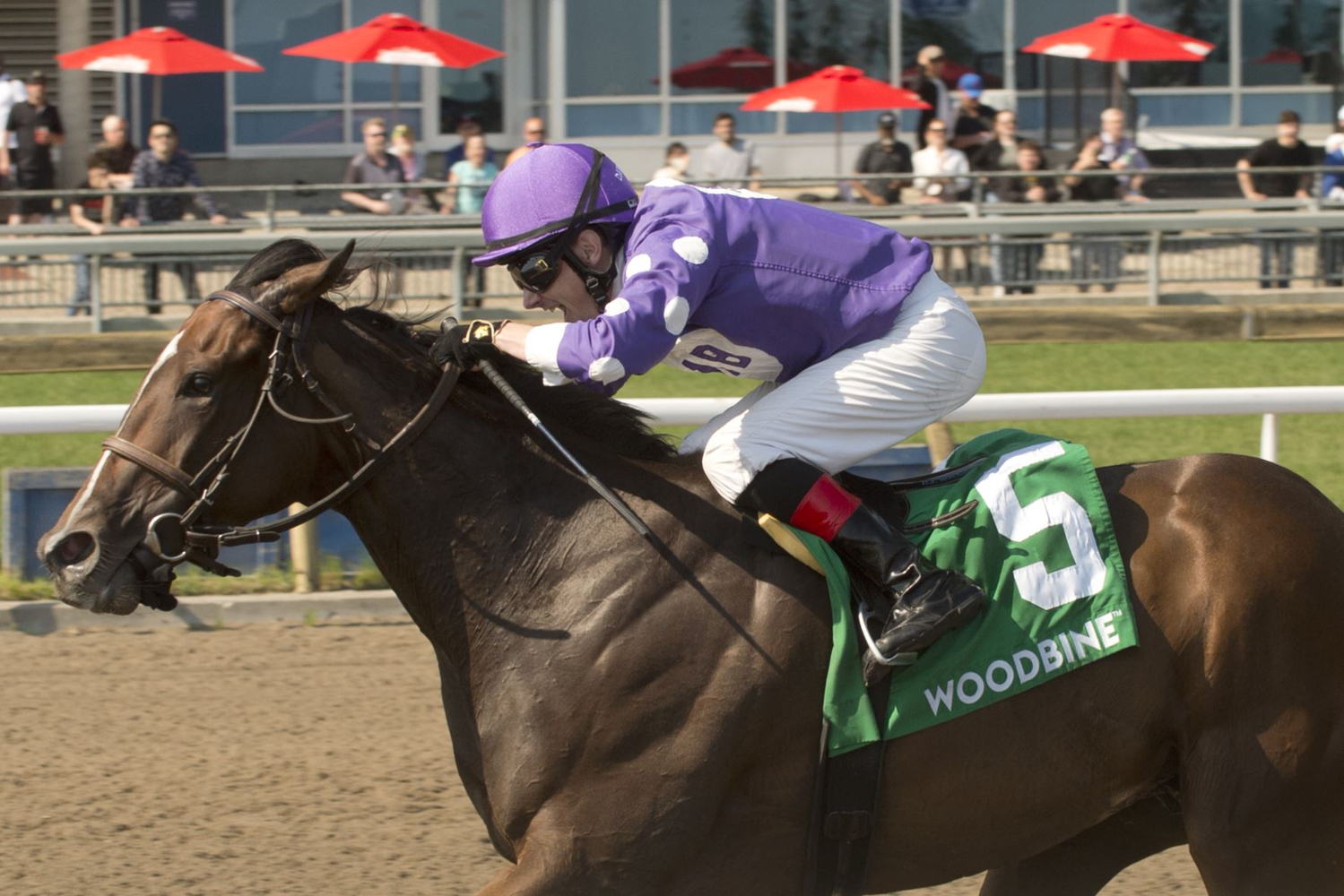 Artie’s Storm and jockey David Moran winning the Stella Artois Eclipse Stakes on May 29 2022 at Woodbine. (Michael Burns Photo)  