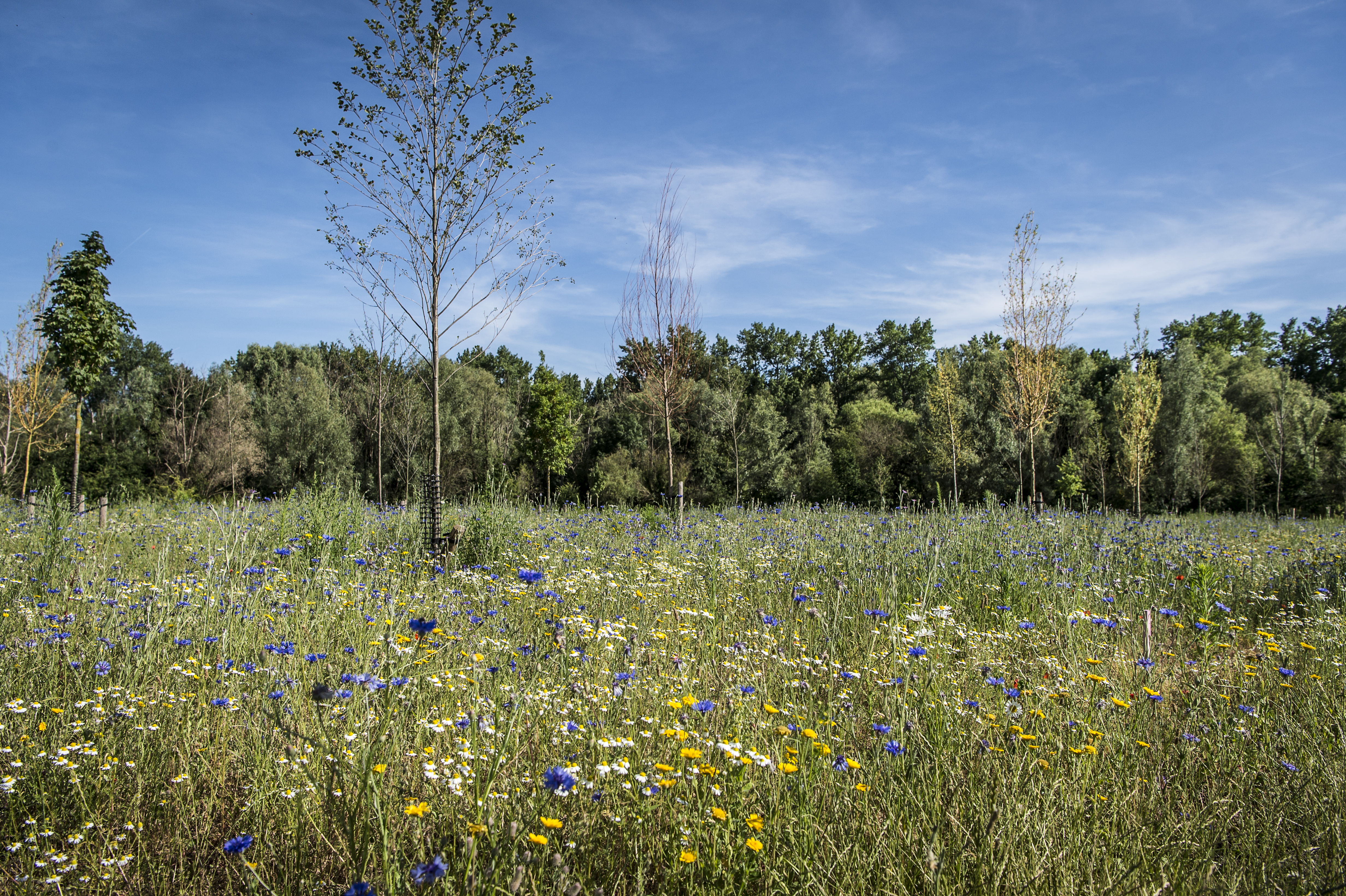 Park Groot Schijn © Sigrid Spinnox