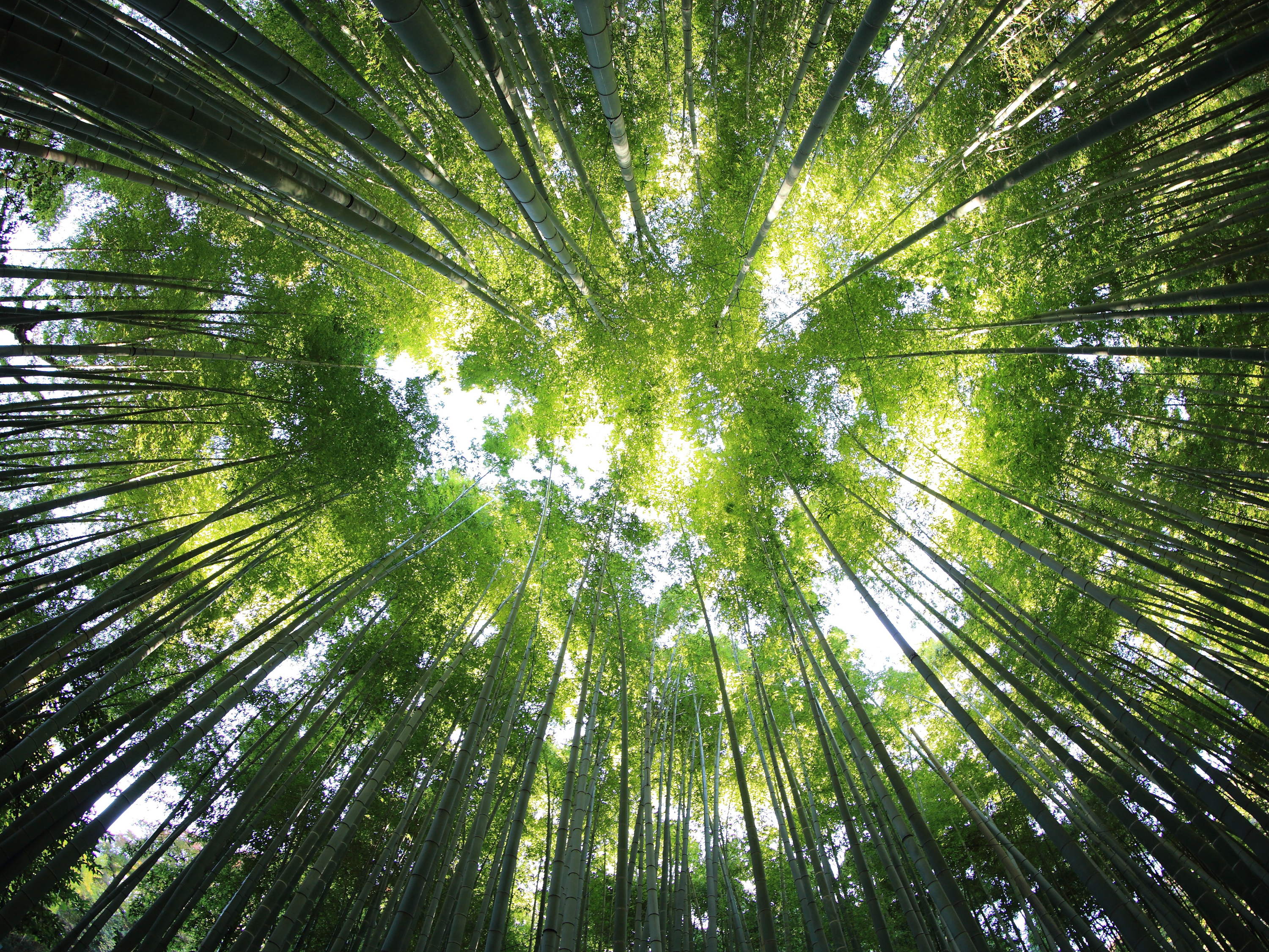 Les employé·e·s de BNP Paribas Fortis plantent 10.000 arbres 
