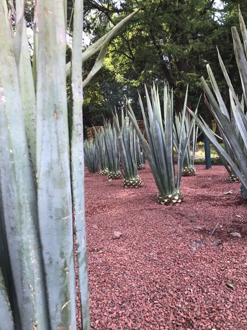 Campos de los Dragones, Jardín Botánico de Chapultepec Campos de los Dragones, Jardín Botánico de Chapultepec