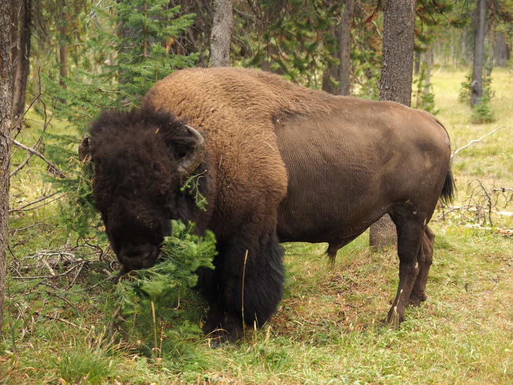 Yellowstone, Montana