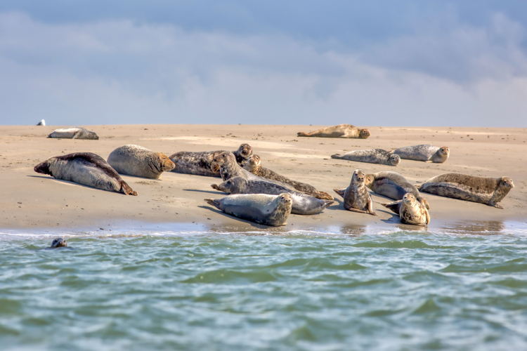 Zeehonden spotten