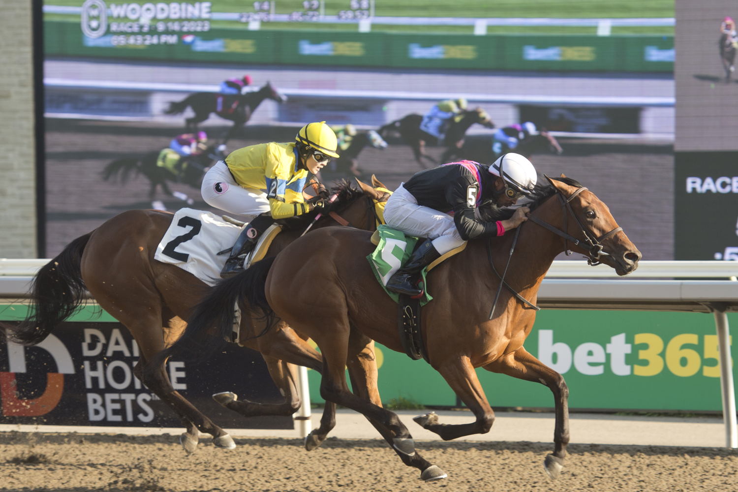 Gradevole and jockey Rico Walcott winning Race 3 on September 14, 2023 at Woodbine (Michael Burns Photo)