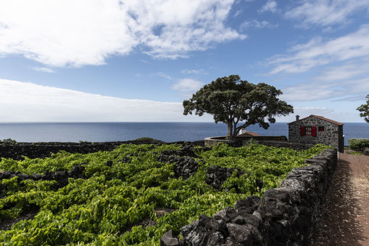 Pico - Azores (c) Martin Kaufmann