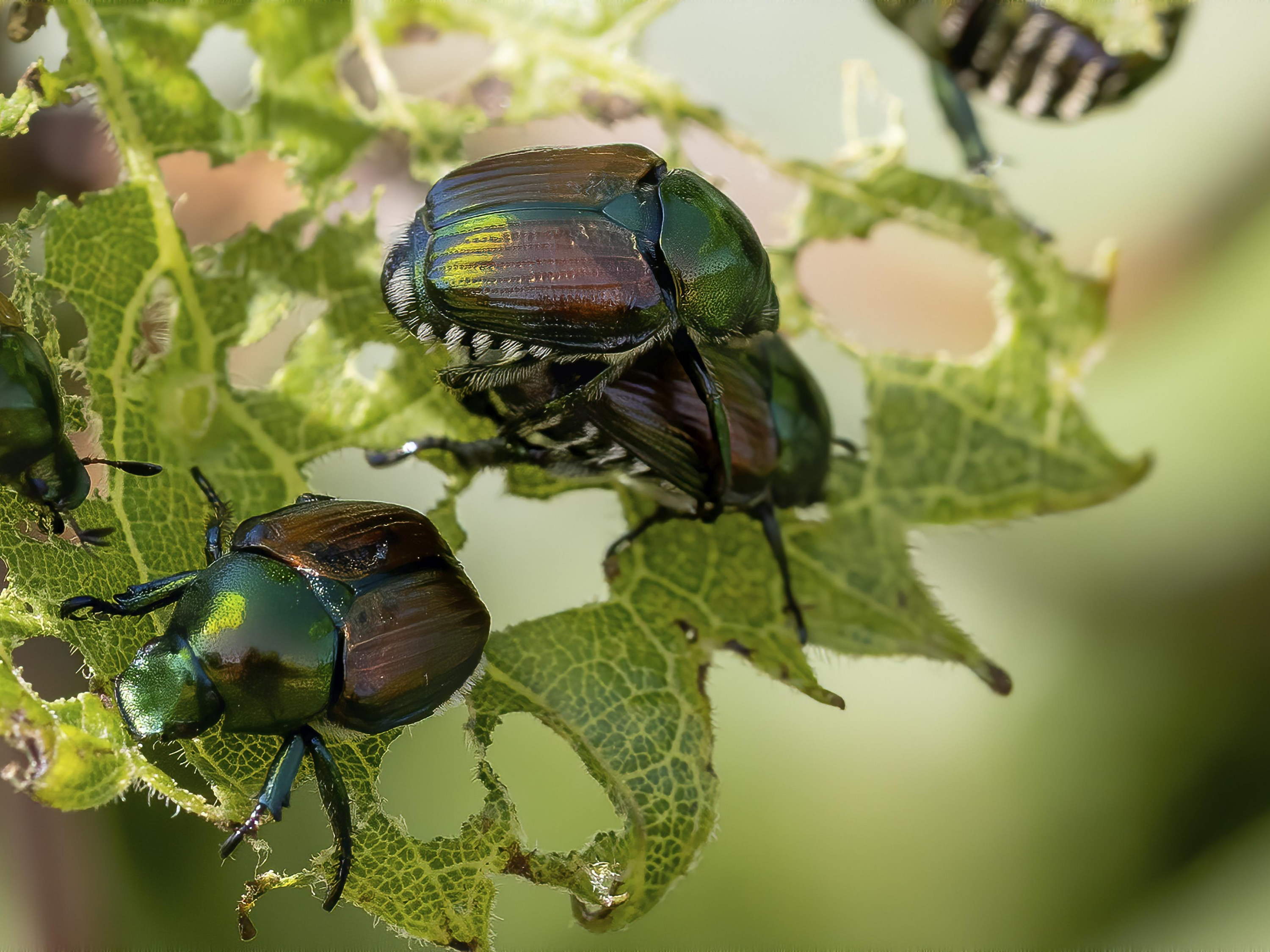 Food safety agency calls for vigilance after discovery harmful Japanese beetles