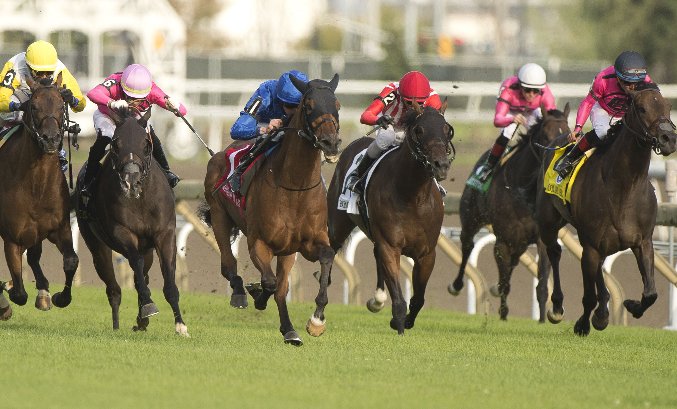 The field for the 2023 Woodbine Mile battling to the finish line. Last year's race was won by Master of The Seas (IRE) (#1). (Michael Burns Photo)