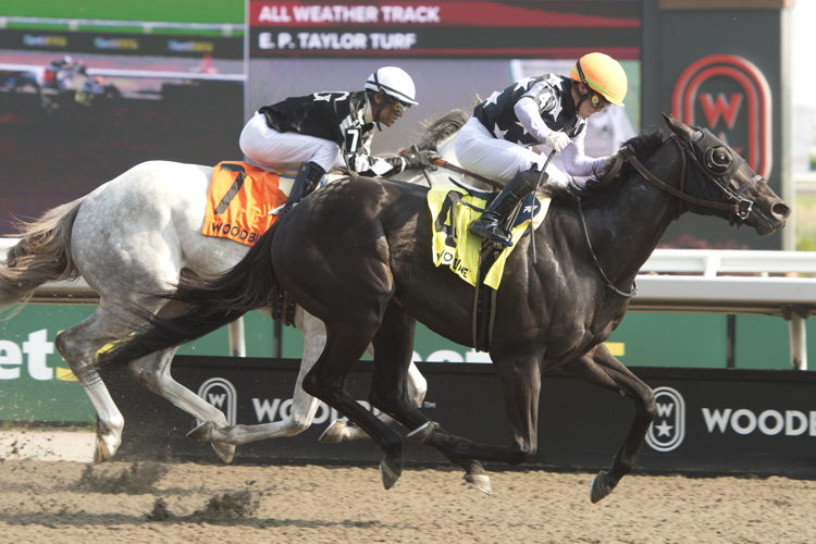 Notorious Gangster and jockey Fraser Aebly winning the Queenston Stakes on June 8, 2025 at Woodbine (Michael Burns Photo)