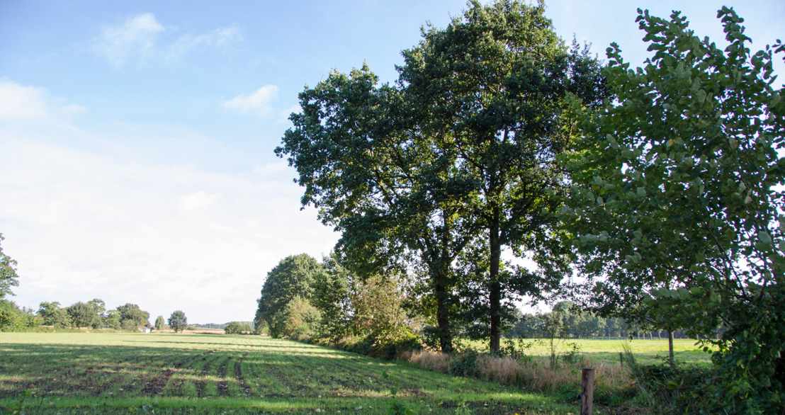 Vlaams minister Zuhal Demir lanceert plan voor meer en betere houtkanten in het landschap