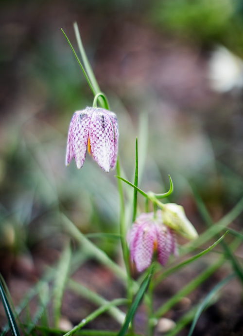 De kievitsbloem (Fritillaria meleagris) in de tuin van het Rubenshuis,  foto LUCID