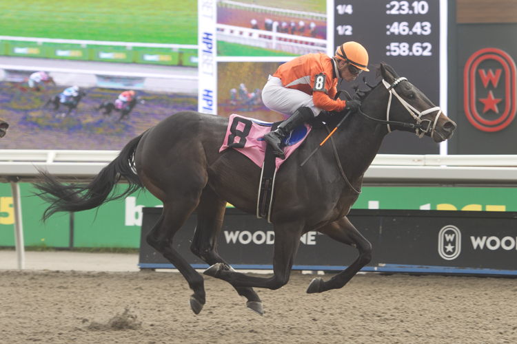 Junior Hot Shot and jockey Justin Stein winning Race 7 on May 10, 2024 at Woodbine (Michael Burns Photo)