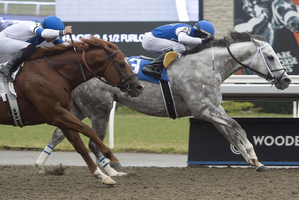 Rockcrest and jockey Jason Hoyte winning race 9 on April 29, 2023. at Woodbine (Michael Burns Photo)