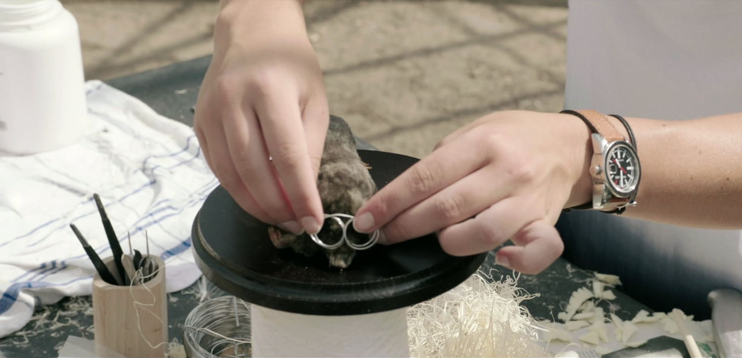 Workshop taxidermie 
Weg zijn wij (c) VRT