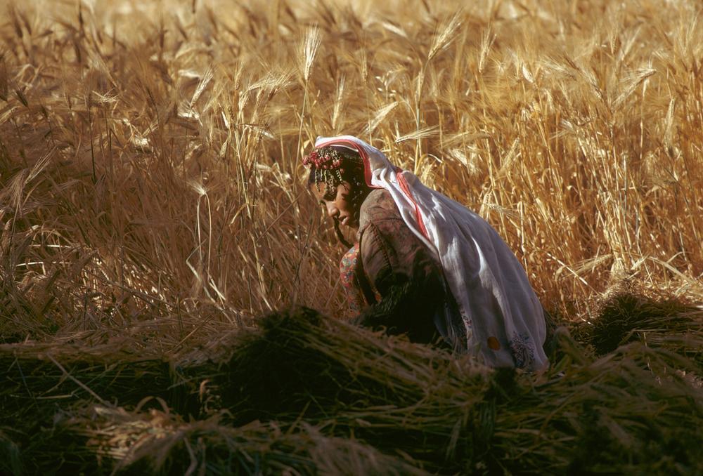 Balti woman harvesting barley, Pakistan, 1974. AKG3544379