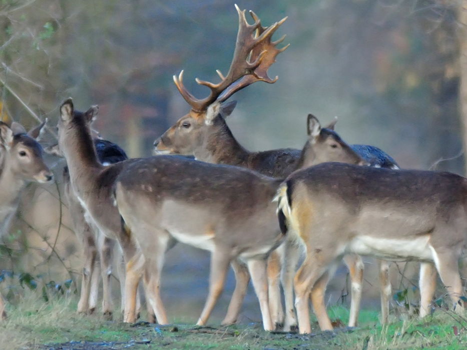 Populaties damherten en reeën in het Drongengoed groeien sterk