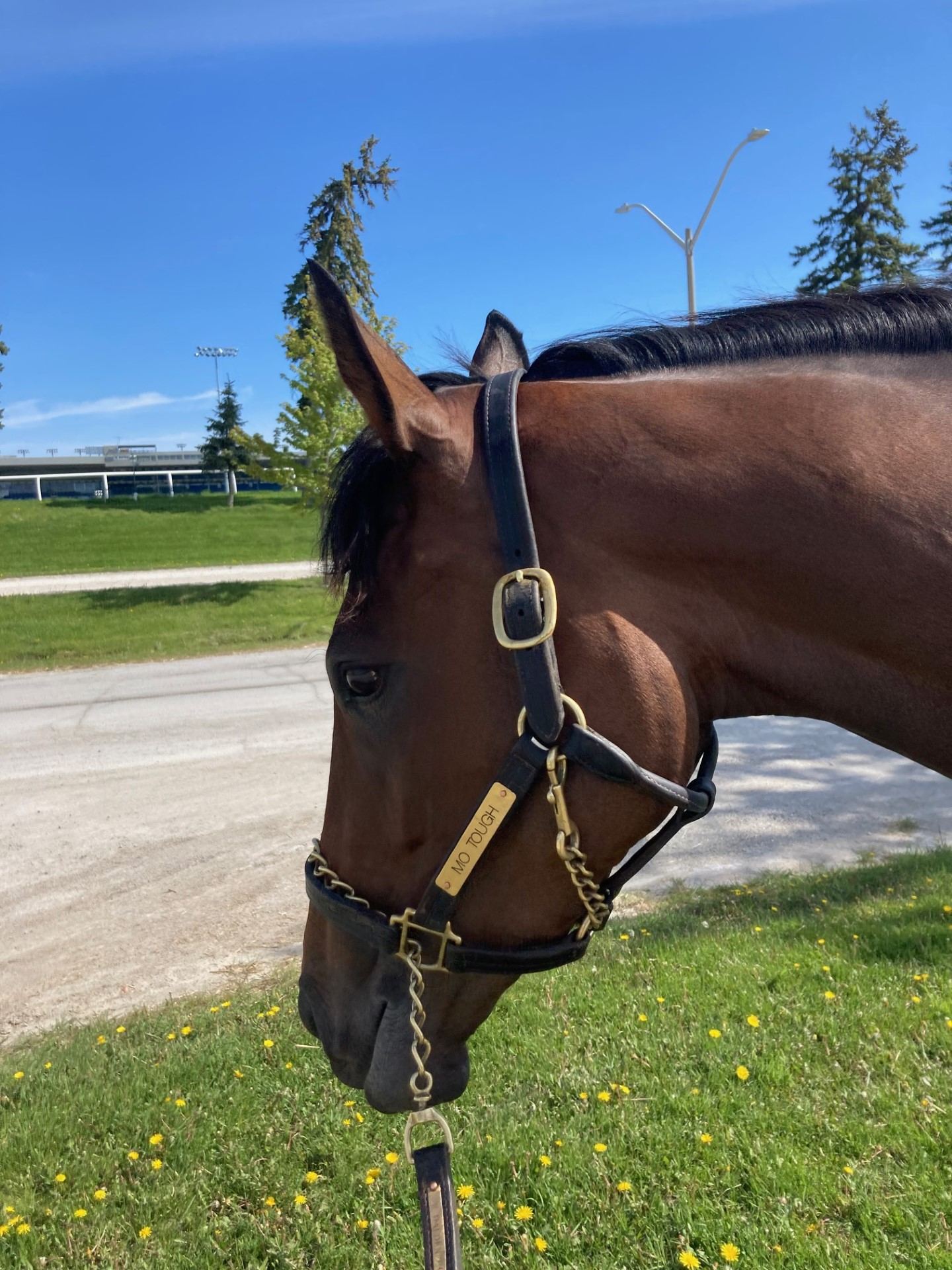 Mo Tough, owned and trained by Rachel Halden