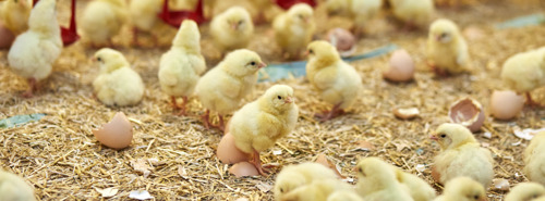 Colruyt lance une nouvelle filière pour les poulets « bien-être » avec 17 éleveurs belges