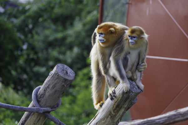 The Golden snub-nosed Monkeys at Pairi Daiza explore their outdoor habitat.
