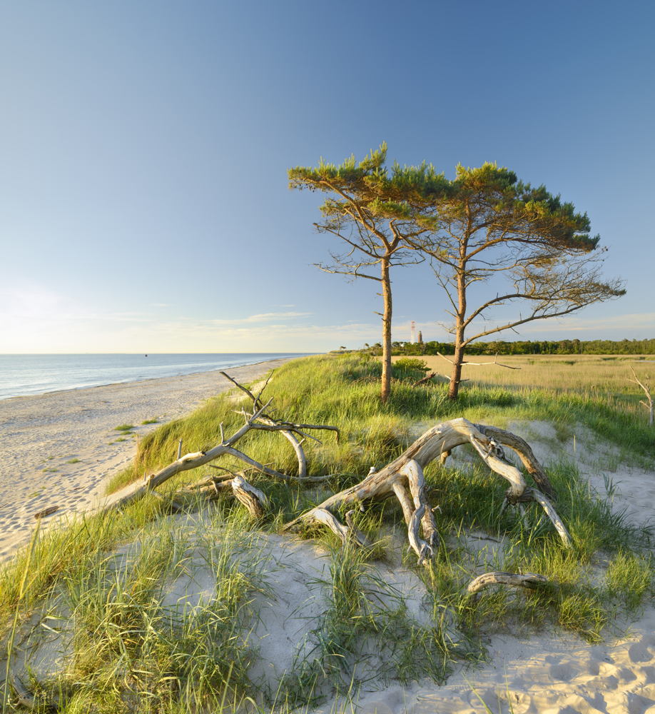 Prerow Dünenlandschaft
