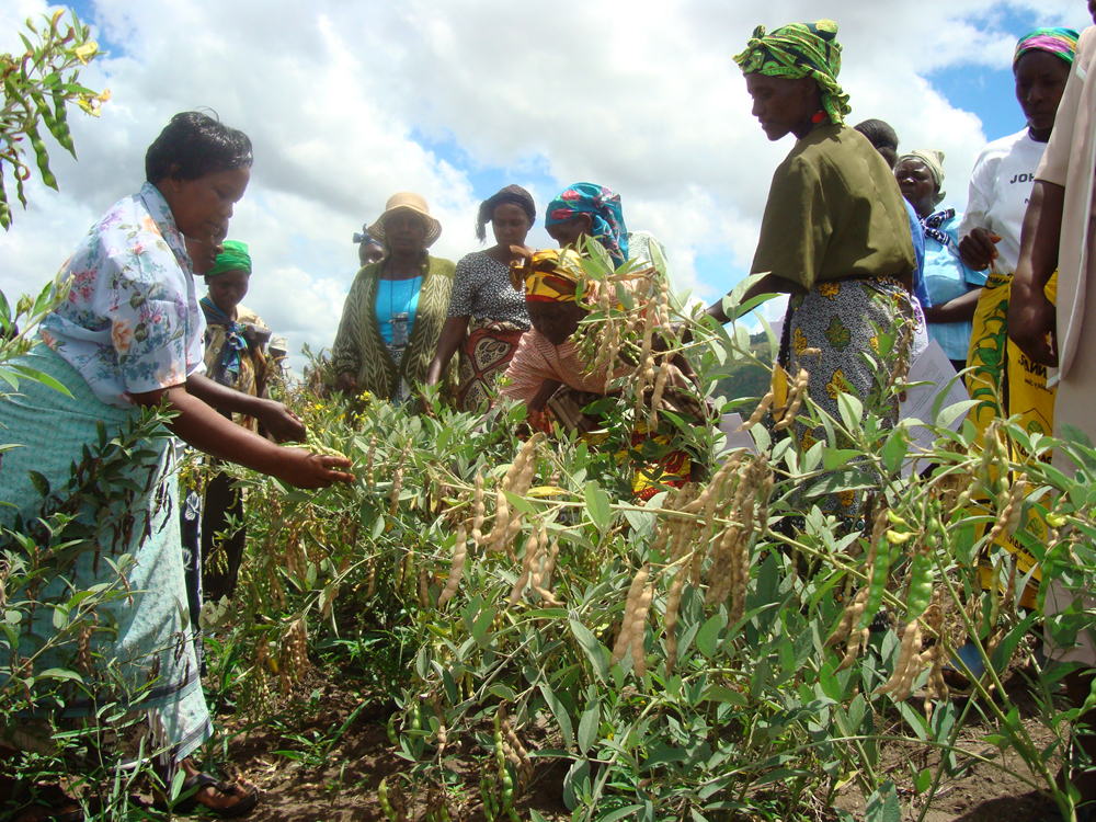 Women farmers growing Pigeon pea in Niger.
