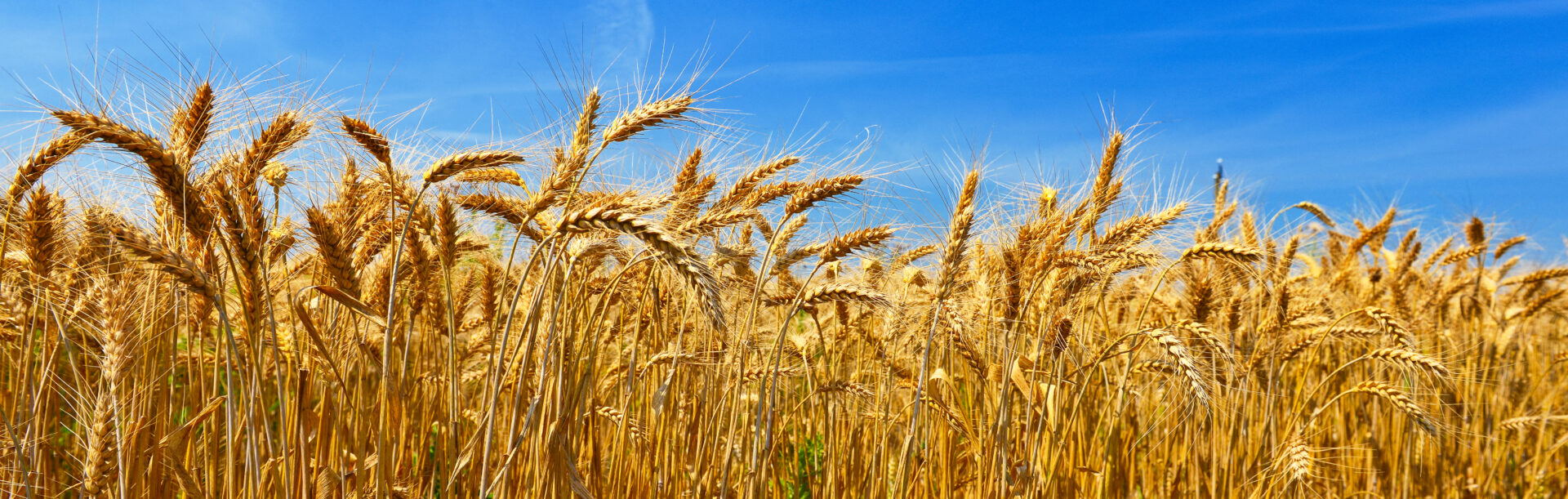Transforming Ethiopia’s Agriculture Through Agronomy Innovation: The Landscape Segmented Fertilizer Advisory