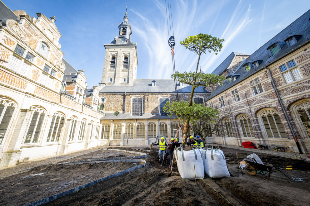 Aanplant drievuldigheidsboom in het hart van de Abdij van Park