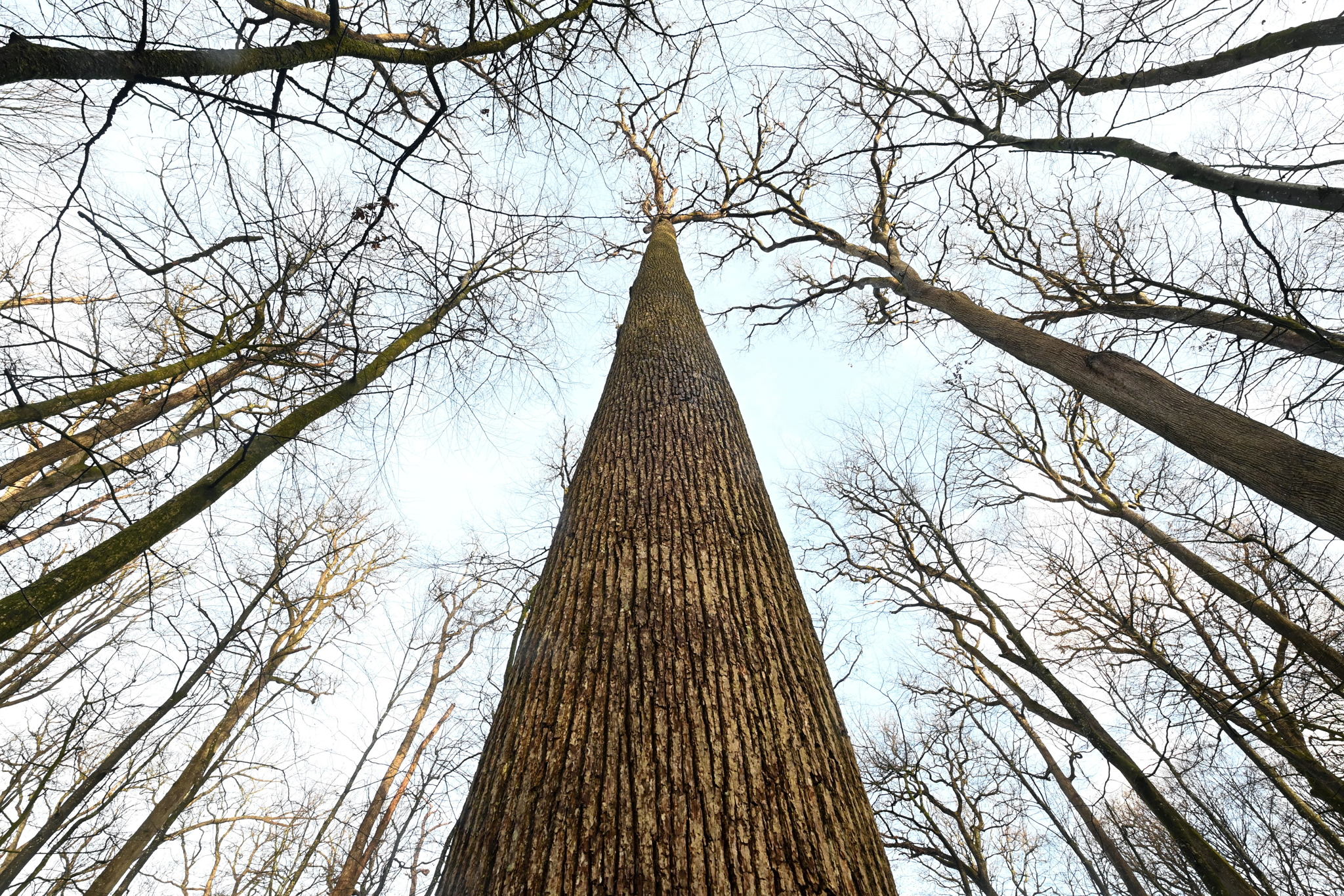 Flemish breakthrough in production bio-based alternative to fossil-based chemicals