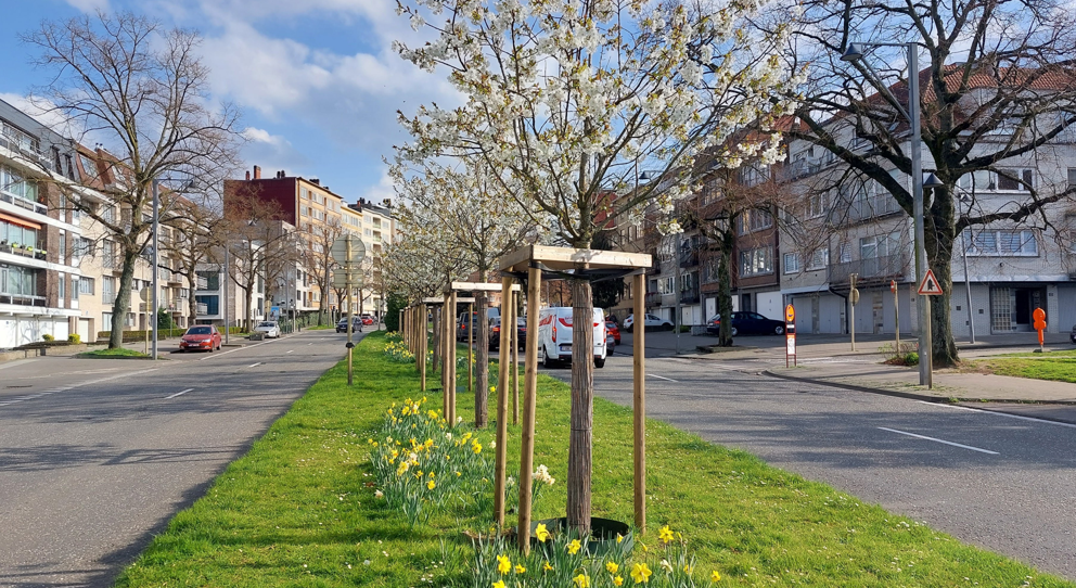 Plus d'arbres, moins d'asphalte : le bilan de cette saison de plantations à Bruxelles
