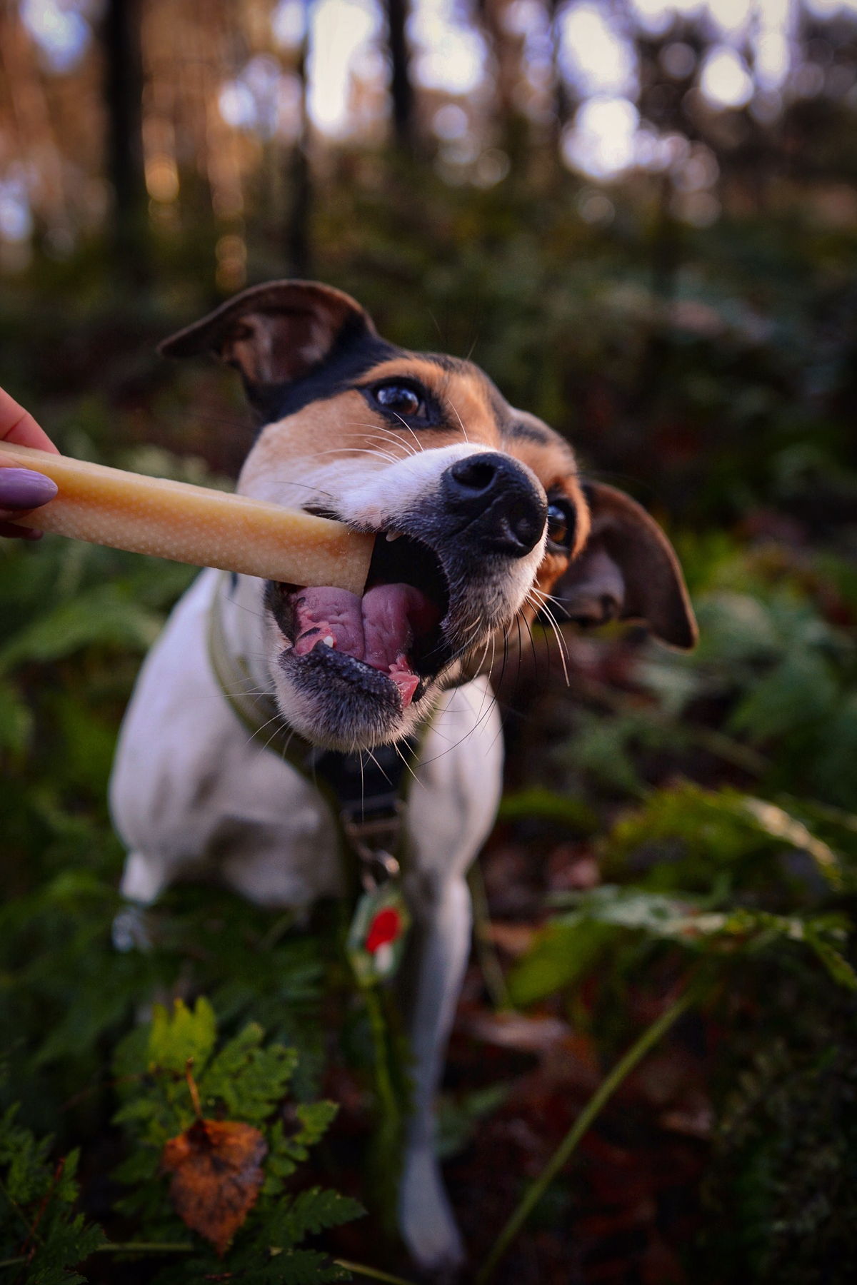 De combinatie van gezond eten en één dental stick per dag leidt tot 24% minder tandplak en de helft minder tandsteen bij honden.