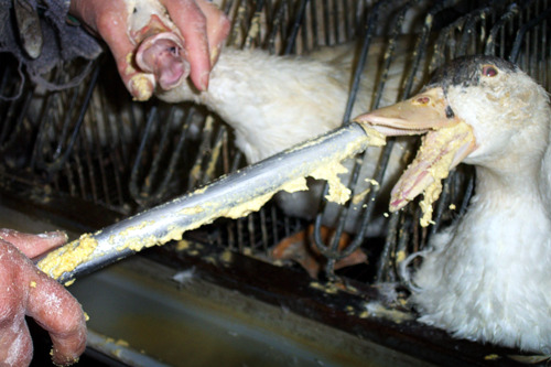GAIA demande aux ministres du bien-être animal de Bruxelles-Capitale et de la Flandre d'interdire la vente de tout foie gras issu de gavage