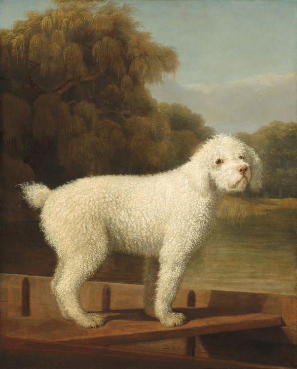 White Poodle in a Punt. George Stubbs. AKG5010037 © akg-images