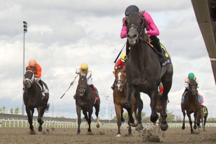 My Boy Prince and jockey Sahin Civaci winning the Queenston Stakes on June 9, 2024 at Woodbine (Michael Burns Photo)