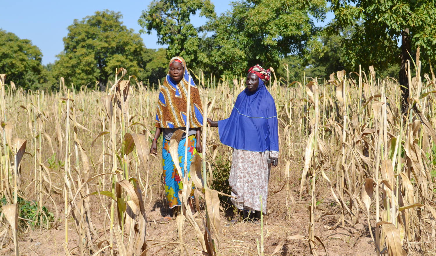 Climate-proof sorghum farming in Mali